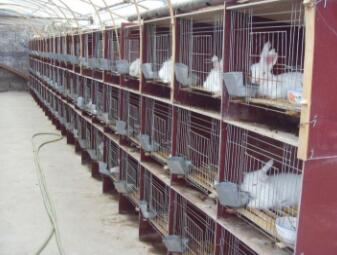 巨型安哥拉兔一只？怎么養(yǎng)？