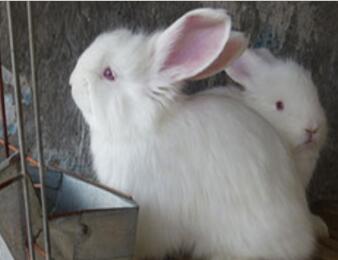 養安哥拉兔利潤大嗎？