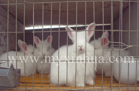 長毛兔采毛方法及注意事項(xiàng)！