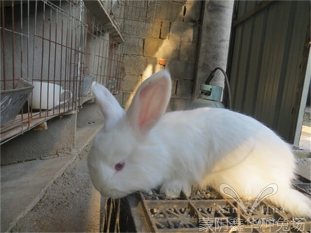 養(yǎng)好安哥拉兔的八個措施！