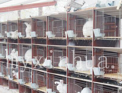 獅子頭兔的選擇要注意什么？