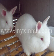 螨蟲(chóng)病的防治方法有哪些？