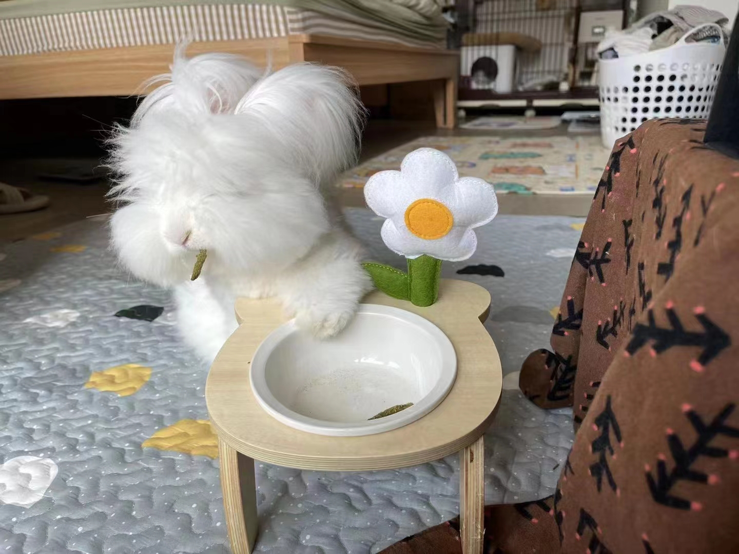 蒙陰長毛兔這么可愛，上海人養不養？