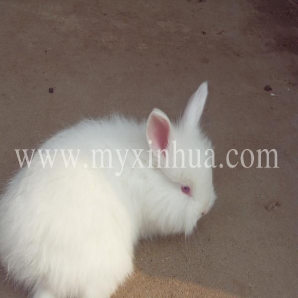 長(zhǎng)毛兔四季管理大不同