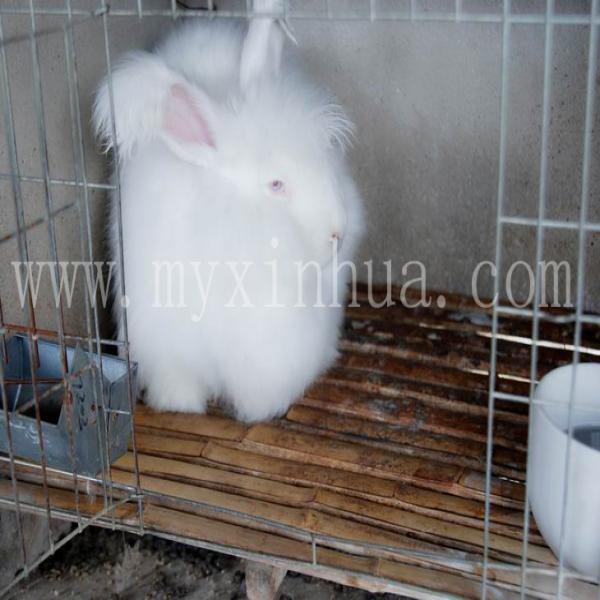 通過日糧配置也可以提高兔毛產(chǎn)量