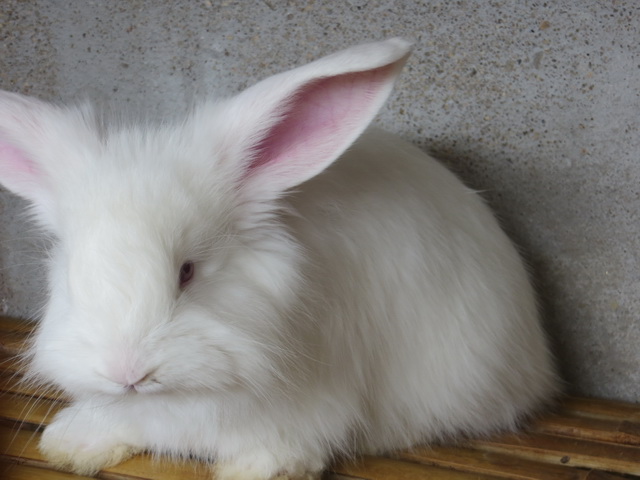 長毛兔的生物習性是怎么樣的？