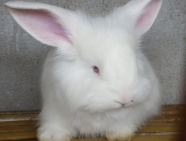 長(zhǎng)毛兔出現(xiàn)拉稀現(xiàn)象是什么原因？