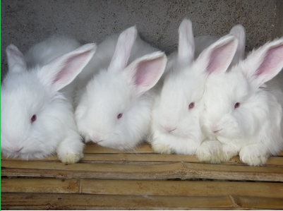 農(nóng)村養(yǎng)殖長(zhǎng)毛兔的誤區(qū)你知道嗎